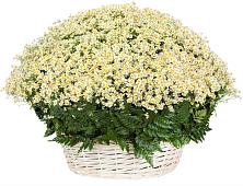 Цветочная композиция из Ромашки в корзине #REPLACE_PRED# Юргамыш